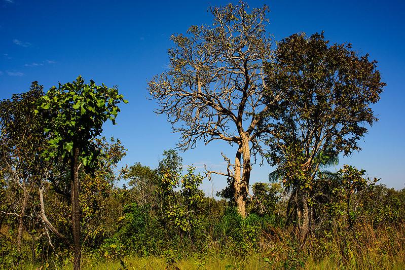 DADOS DO INPE Dia do Cerrado: Mato Grosso registra queda de 11% nos alertas de desmatamento no bioma neste ano