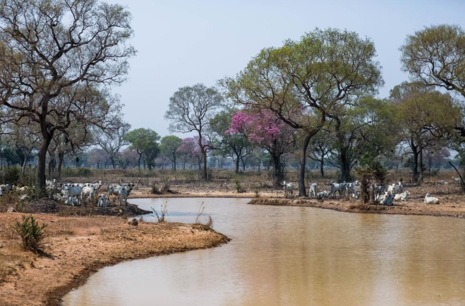 Especialistas afirmam que animais estão em boas condições apesar da seca no Pantanal