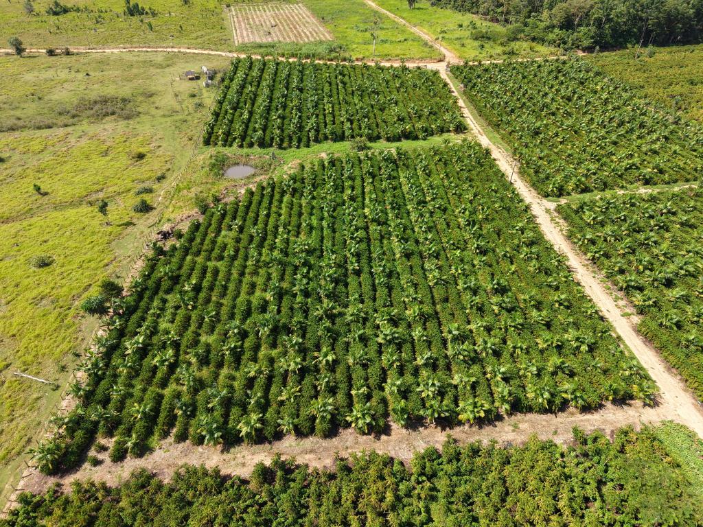 Expedição Rota do Café leva pesquisa e orientação técnica a produtores da capital do café em MT