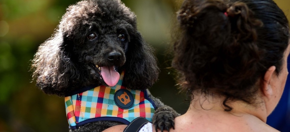 Fogos: saiba como lidar com o medo dos animais