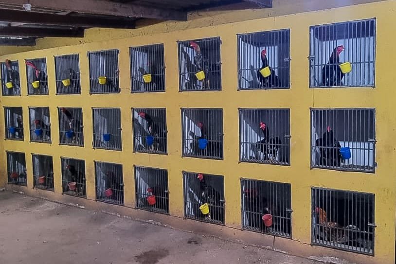 Guarda Municipal prende três suspeitos em operação contra rinha de galos em Várzea Grande