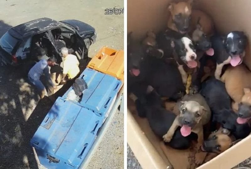 Homem é preso após abandonar 11 filhotes de cachorro na rodovia; câmeras de segurança identificam veículo