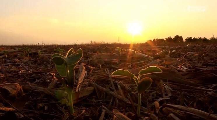 Temperaturas Elevadas e Chuvas Desuniformes Comprometem Safra de Verão em Mato Grosso