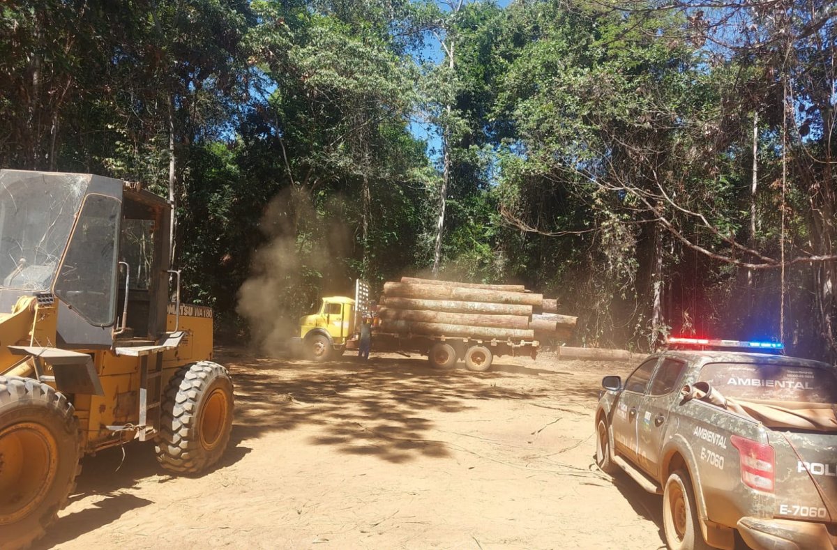 Operação da Polícia Militar descobre exploração florestal irregular e aplica multas de R$ 7,2 milhões