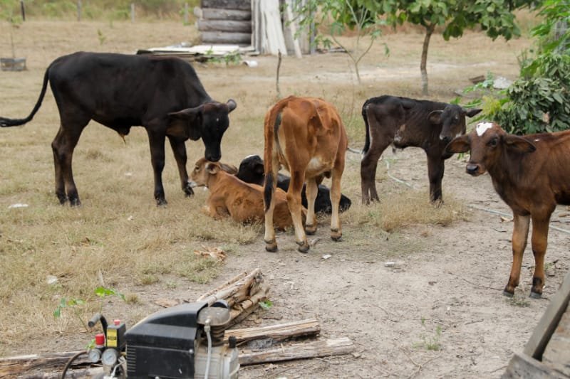 Tribunal anula penhora de propriedade rural de casal idoso avalista de dívida bancária de três décadas