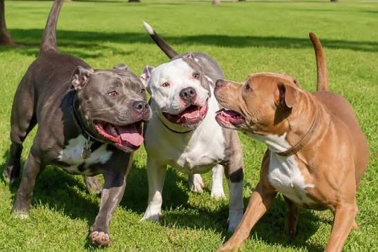 Tribunal de Justiça aumenta indenização por ataque de pitbulls para R$ 10 mil em Mato Grosso