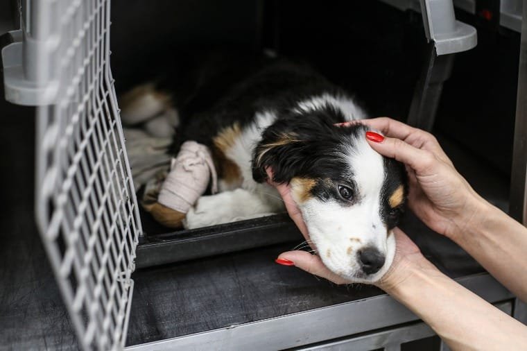 MPMT recorre decisão judicial e solicita bloqueio de R$ 15 milhões para programa de bem-estar animal em Cuiabá