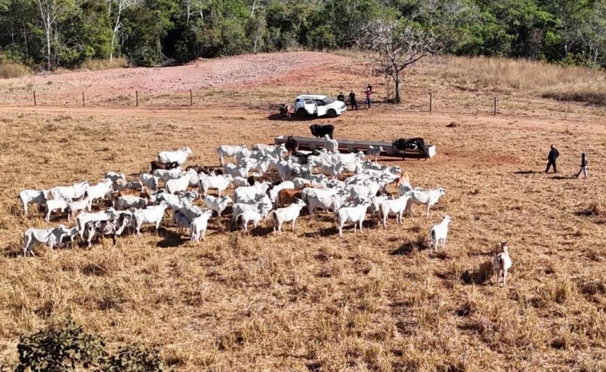 Operação Curral do Crime II: Polícia apreende 120 cabeças de gado com suspeita de furto em Mato Grosso
