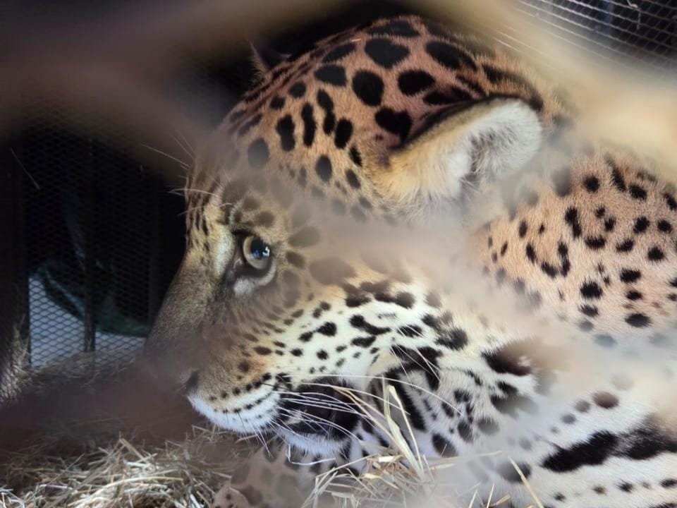 Onça-pintada resgatada em Barra do Garças é transferida para santuário de conservação em Minas Gerais