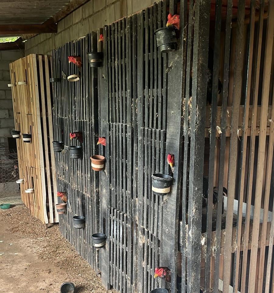 Polícia Civil e Sema desarticulam rinha de galos na região do Engordador, em Várzea Grande