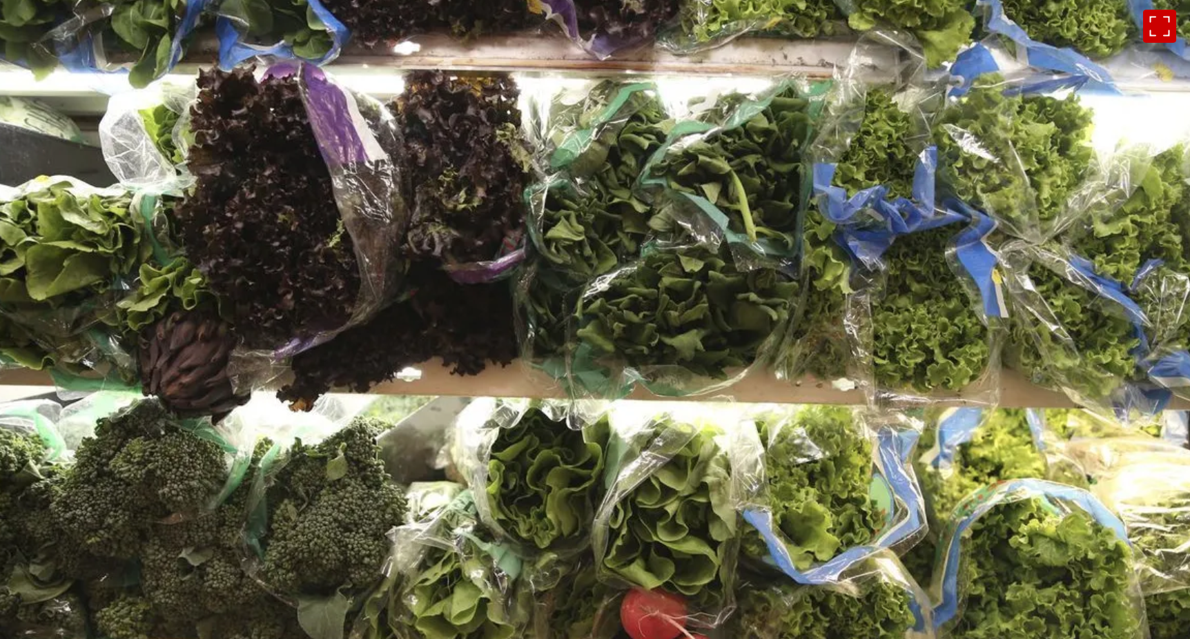 Preços de hortaliças caem em agosto, diz Conab; veja quais ficaram mais baratas